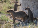 Etosha - Day 2