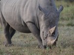 Khama Rhino Sanctuary