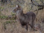 Kruger National Park