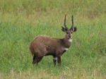 Gorongosa National Park