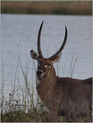 Waterbuck, Liwonde National Park