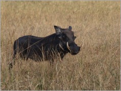 Warthog, Liwonde National Park