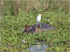 Hippo and Great Egret, Liwonde National Park