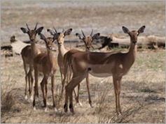 Impala, Vwarza Marsh Wildlife Reserve