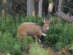 Nyika National Park