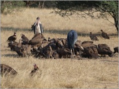 Vultures on a giraffe kill, Ruaha National Park