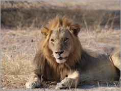 Ruaha National Park