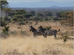 Ruaha National Park