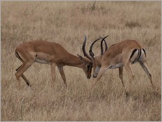 Impala, Mikumi National Park