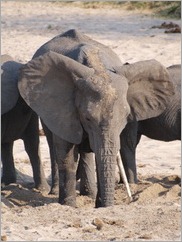 Tarangire National Park