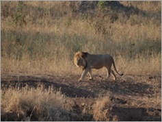 Tarangire National Park