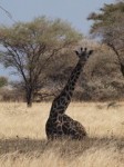 Tarangire National Park