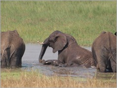 Tarangire National Park