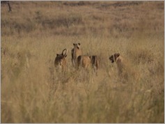 Tarangire National Park