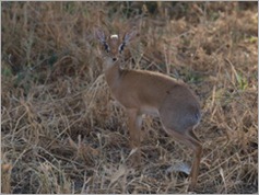 Dik-dik, Tarangire National Park