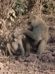 Lake Manyara National Park