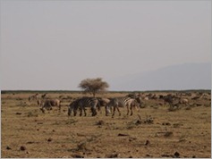 Lake Manyara National Park