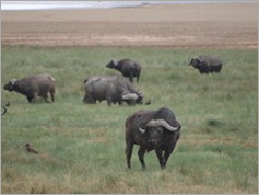 Buffalo, Lake Manyara National Park