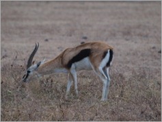 Thomsons Gazelle, Ngorongoro Crater