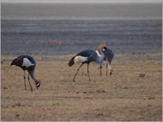 Gray Crowned Crane, Ngorongoro Crater