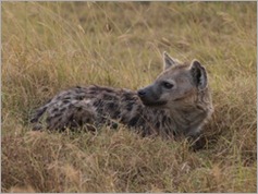 Spotted Hyena, Ngorongoro Crater