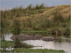 Hippos, Ngorongoro Crater