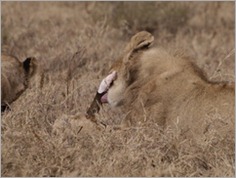 Lions, Ngorongoro Crater