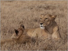 Lions, Ngorongoro Crater