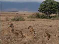 Lions, Ngorongoro Crater