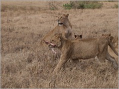 Lions, Ngorongoro Crater