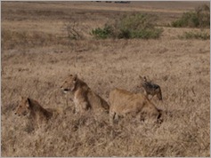 Lions, Ngorongoro Crater