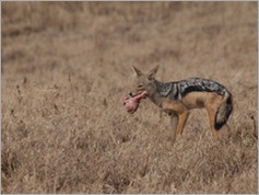 Ngorongoro Crater