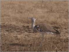 Kori Bustrard, Ngorongoro Crater