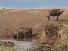 Buffalo, Ngorongoro Crater