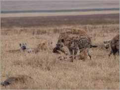 Spotted Hyena, Ngorongoro Crater