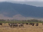 Ngorongoro Crater