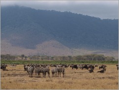 Ngorongoro Crater