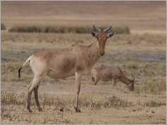 Coke's Hartebeest, Ngorongoro Crater