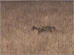 Serval, Ngorongoro Crater