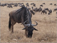 Wildebeest, Ngorongoro Crater