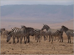 Ngorongoro Crater