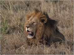 Serengeti National Park