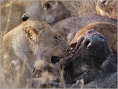 Serengeti National Park