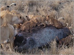 Serengeti National Park