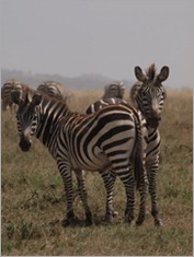 Serengeti National Park