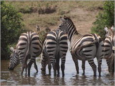 Serengeti National Park