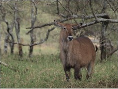 Defassa Waterbuck, Serengeti National Park