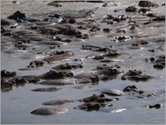 Hippos, Serengeti National Park