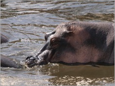 Hippos, Serengeti National Park