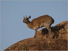 Klipspringer, erengeti National Park